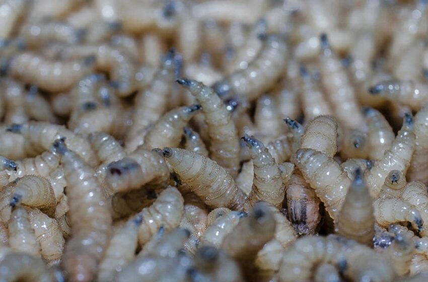  Detectan gusano barrenador en perro de Tampico