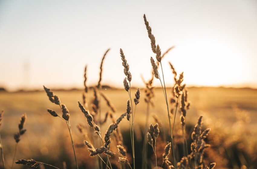  Alza al diésel golpea al campo y productores