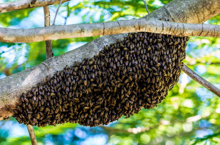  Abejas en Tampico: alerta por enjambres en temporada hoy