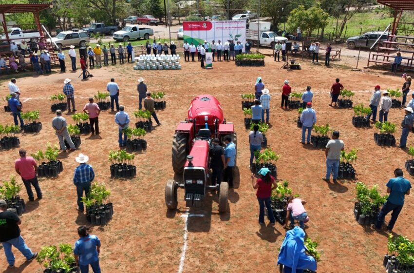  Impulsa Guémez al sector citrícola con apoyos directos a productores