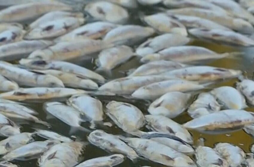  Cambio de salinidad, causa de peces muertos