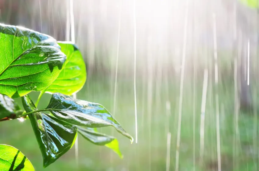  Lluvias favorecen recuperación de pastos ganaderos