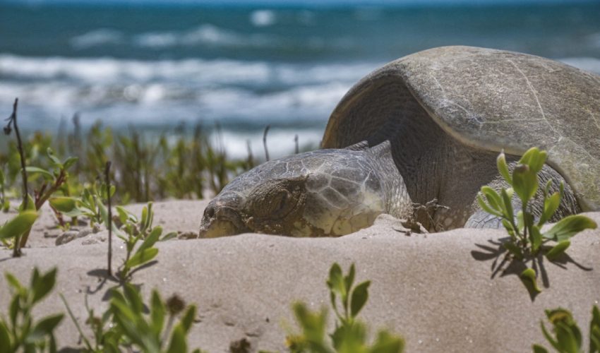 Avanza temporada de anidación de tortuga lora; suman más de 16 mil huevos protegidos