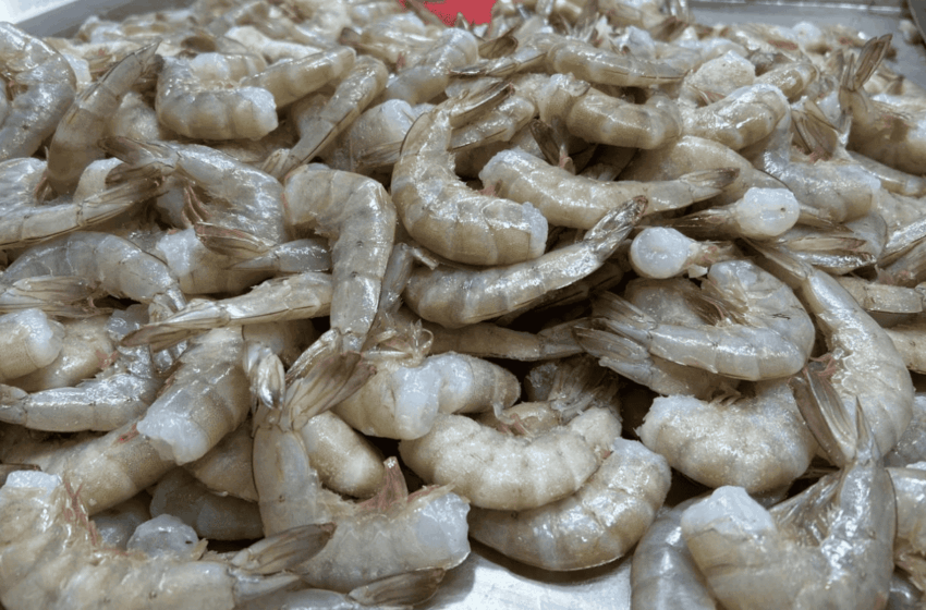 Veda del camarón impacta pesca en costas de Tamaulipas