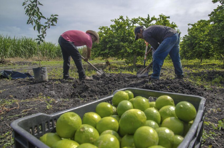  EL CAMPO MEXICANO GANA TERRENO EN EUROPA