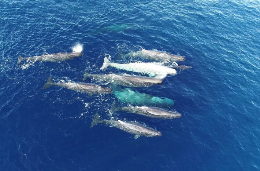  Los cachalotes del Mediterráneo evolucionan sus “dialectos”