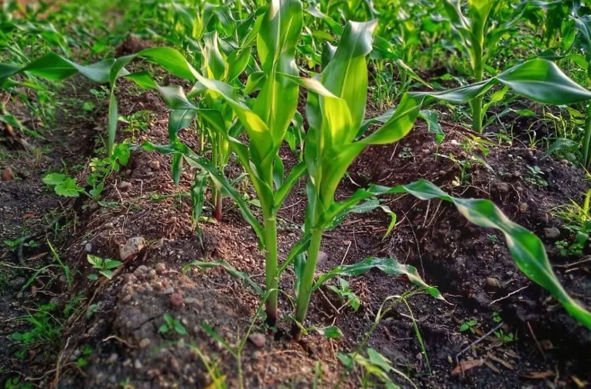  Productores de El Mante confían en ciclo agrícola 2025