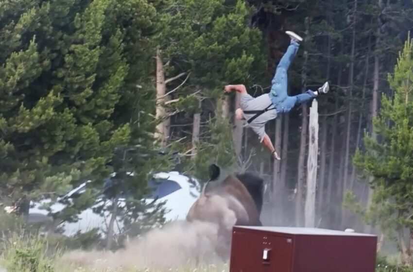  Víctima de bisonte en Yellowstone narra su embestida; “el problema fue el aterrizaje”, dice