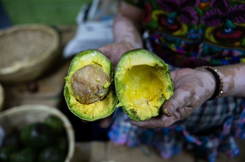  Gobierno de Sheinbaum reforzará seguridad en Michoacán para reactivar exportaciones de aguacate a EE.UU.